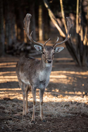 beautiful deer standing in a wild forestの写真素材