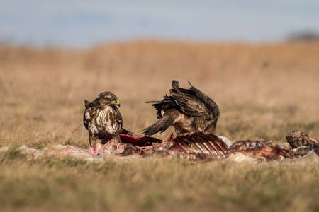 common buzzards eating meat on a meadowの写真素材