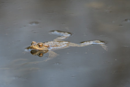 frog swimming in a pond at springtime
