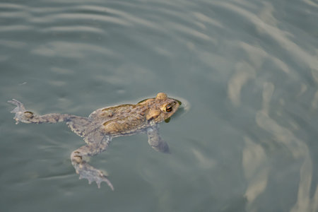 frog swimming in a pond at springtime