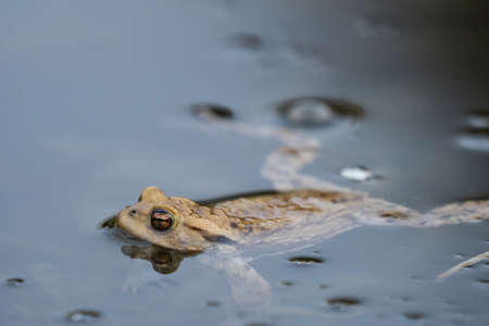frog swimming in a pond at springtimeの写真素材
