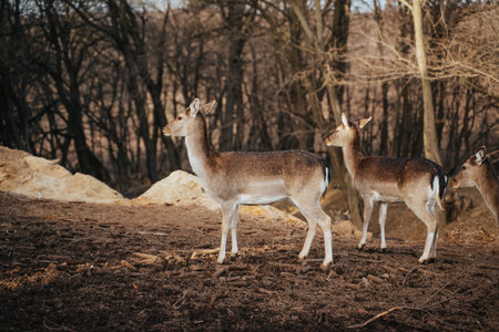 beautiful deer standing in a wild forest