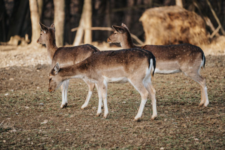 beautiful deers standing in a wild forestの写真素材