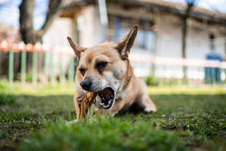 small brown dog chewing a big boneの写真素材