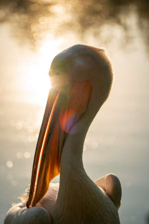 Pelican portrait with shiny water backgroundの写真素材