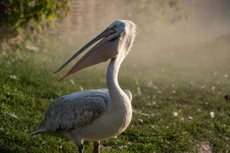 Pelican portrait in a green gardenの写真素材