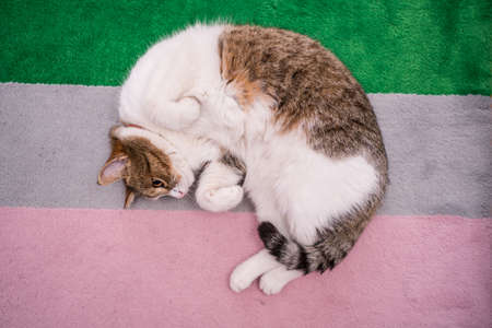 lazy cat sleeping on colorful carpetの写真素材