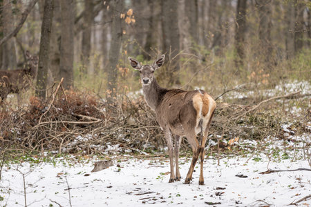 Deer standing in a forest at winterの写真素材