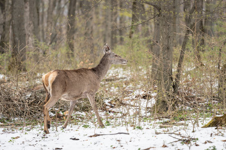 Deer standing in a forest at winterの写真素材