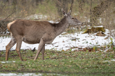 Deer standing in a forest at winter