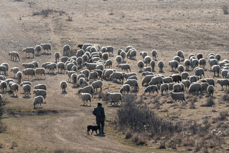 shepherd with a lot of sheep in a meadowの写真素材