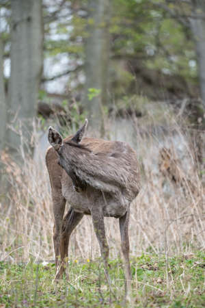 Two Deers standing in a forestの写真素材