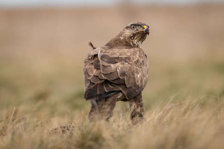 common buzzard standing alone on grassの写真素材