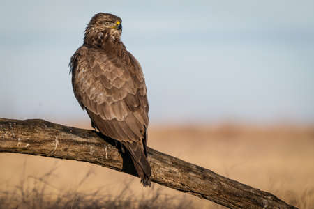 common buzzard standing alone on a treeの写真素材