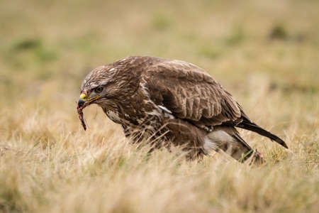 common buzzard standing alone on grassの写真素材