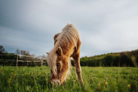 Brown pony horse in a green meadowの写真素材