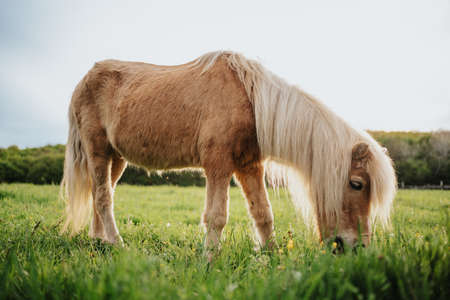 Brown pony horse in a green meadowの写真素材