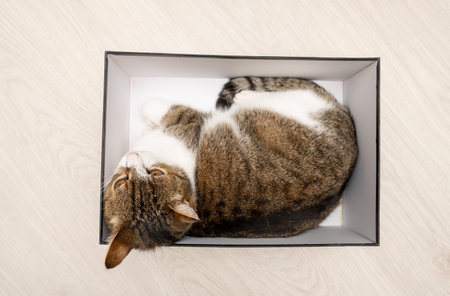 Cat resting in a box at home