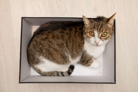 Cat resting in a box at homeの写真素材