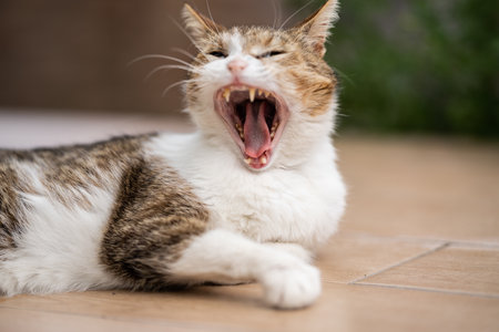 a cat relaxing alone in the gardenの写真素材