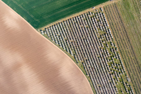 aerial landscape view of fruit trees