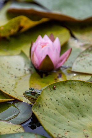 beautiful vivid water lily in a pond