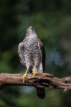 beautiful sparrow-hawk resting on a treeの写真素材