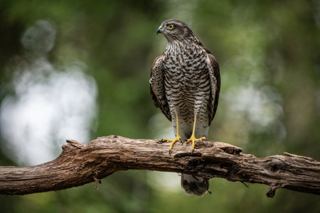 beautiful sparrow-hawk resting on a treeの写真素材