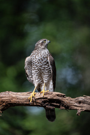 beautiful sparrow-hawk resting on a treeの写真素材