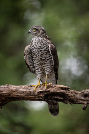 beautiful sparrow-hawk resting on a treeの写真素材