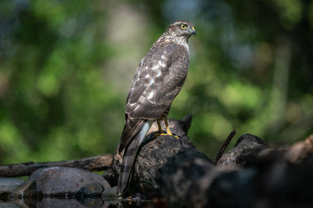 beautiful sparrow-hawk resting on a treeの写真素材