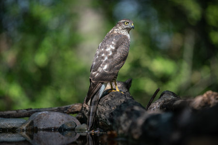 beautiful sparrow-hawk resting on a treeの写真素材