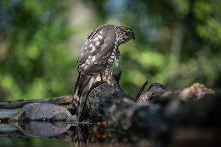 beautiful sparrow-hawk resting on a treeの写真素材