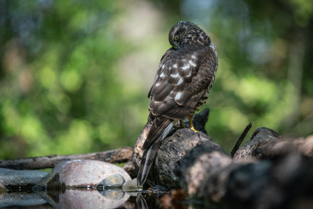 beautiful sparrow-hawk resting on a treeの写真素材