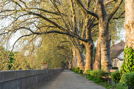 Platan trees in a line in Esztergomの写真素材