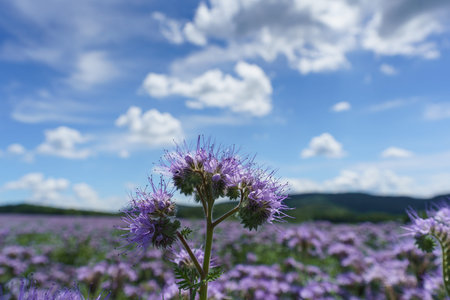 lot of beautiful purple wildflowers with cloudy sky