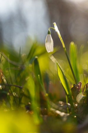 Galanthus nivalis, the snowdrop or common snowdrop in the forestの写真素材