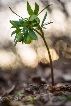 Helleborus odorus, commonly called fragrant hellebore in forestの写真素材