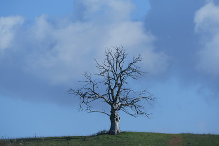 Lonely tree on a hill against a blue sky with cloudsの写真素材