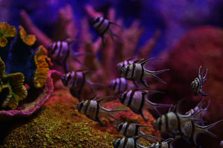 fish in aquariumの写真素材