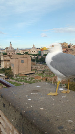 Seagull on the background of Roman Forum in Rome, Italyの写真素材