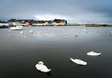 View of Galway Bay in Ireland with colorful houses in the background and swans in the foreground.の写真素材