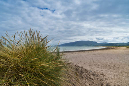 Landscape of the coast of Ireland with vegetation in the foreground and a sandy beach and the sea in the background with cloudy sky.の写真素材