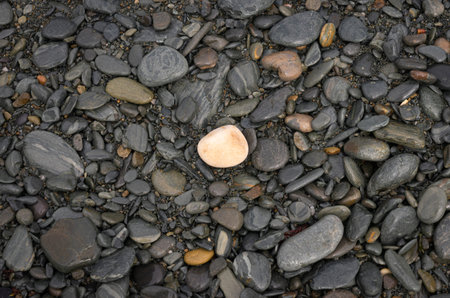 Wet black stones on a beach with a white stone highlighted in the center.の写真素材