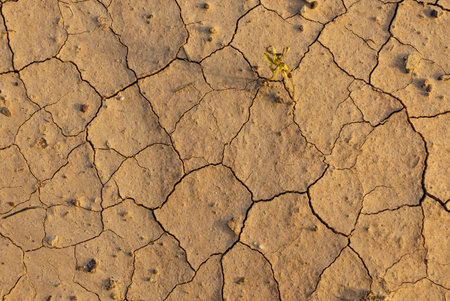 Close-up of dry and desert land, cracked and textured effect of drought and climate change.