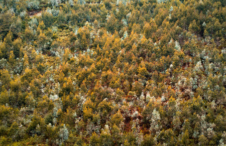 Forest landscape in early autumn on a mountainside in Asturias, Spain.
