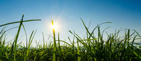 Panoramic view from ground level with blades of grass in the foreground and the sun at sunset and blue sky.の写真素材