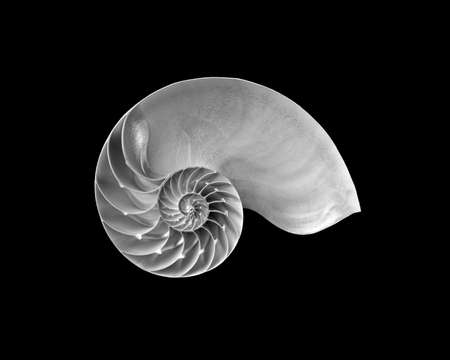 Still life with open nautilus shells in a tonal range of grays on a black background.の写真素材