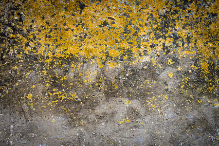 Old wall with a lot of texture and areas with lichen and mold. Concept backgrounds and resources with copy space.の写真素材