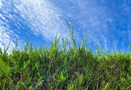 Image of very green arizonica in foreground with blue sky and clouds. Shallow depth of field.の写真素材
